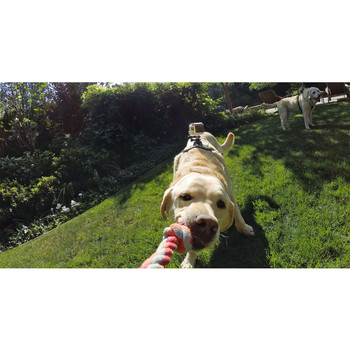 Fetch (Psí postroj) GoPro